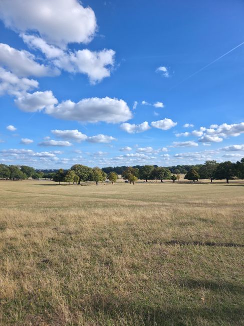This image shows a wide, open field with dry, yellowish grass, dotted with evenly spaced deciduous trees that have lush green foliage. In the background, a line of trees marks the horizon under a clea